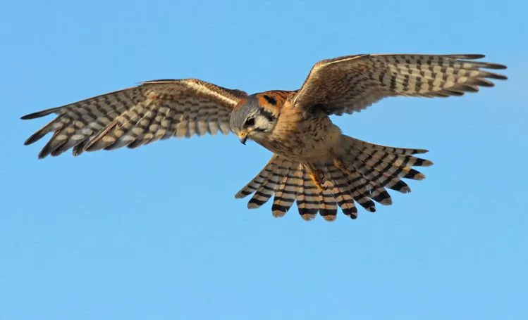 american-kestrel