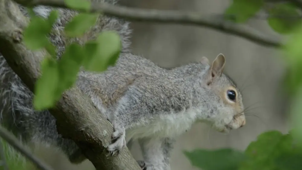 the-eastern-gray-squirrel