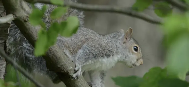 the-eastern-gray-squirrel