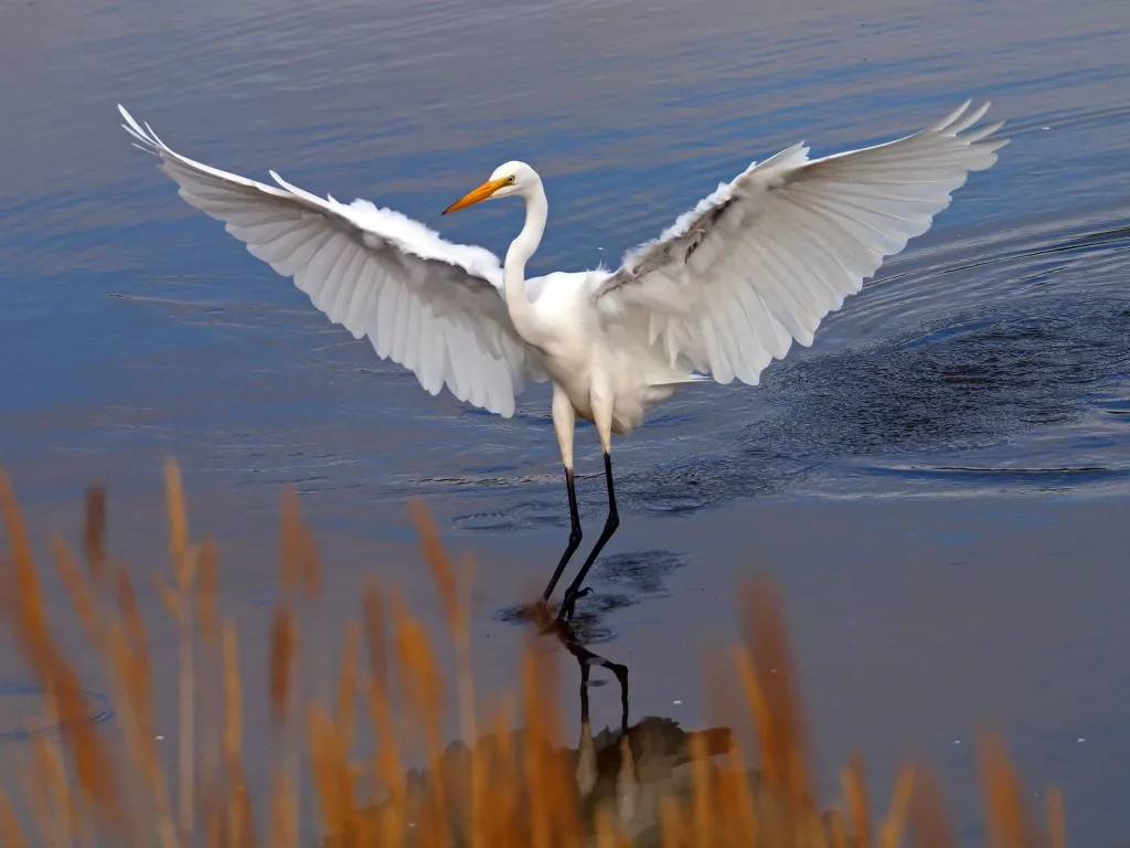 great-egret