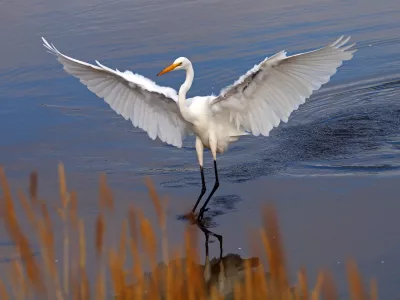 great-egret