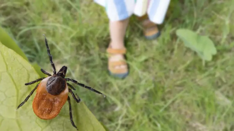 summer-tick-borne-illnesses