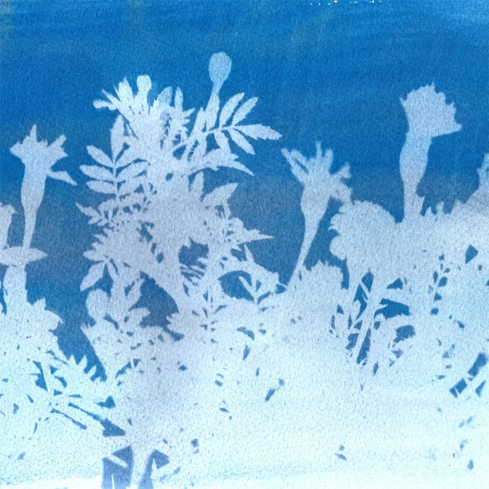 science-solvers_-sun-prints1x_1