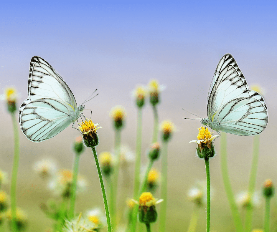 bruce-beginnings_-beautiful-butterflies