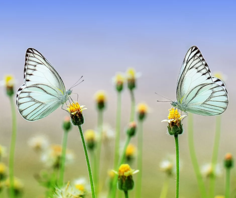 bruce-beginnings_-beautiful-butterflies