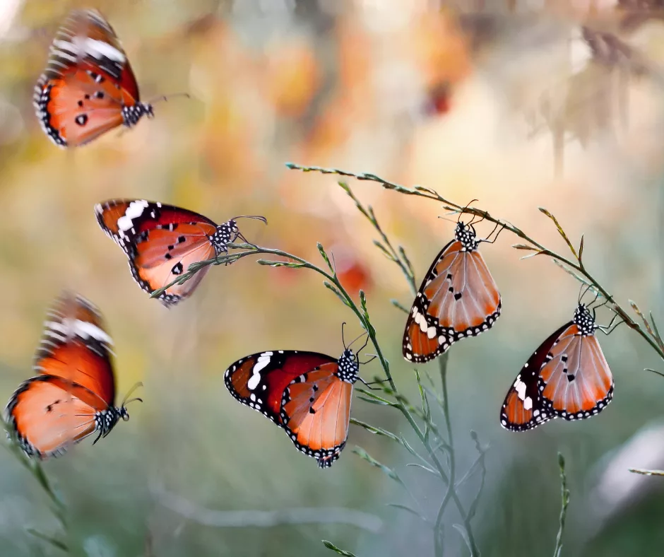 bruce-beginnings-junior_-beautiful-butterflies