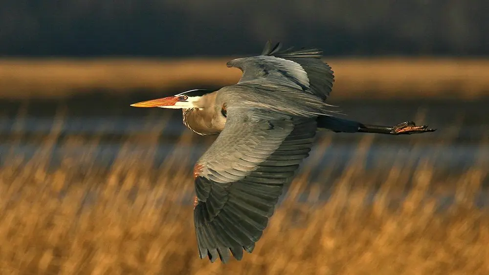 great-blue-heron
