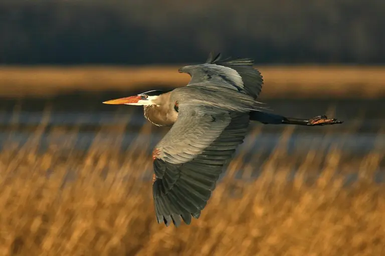 great-blue-heron