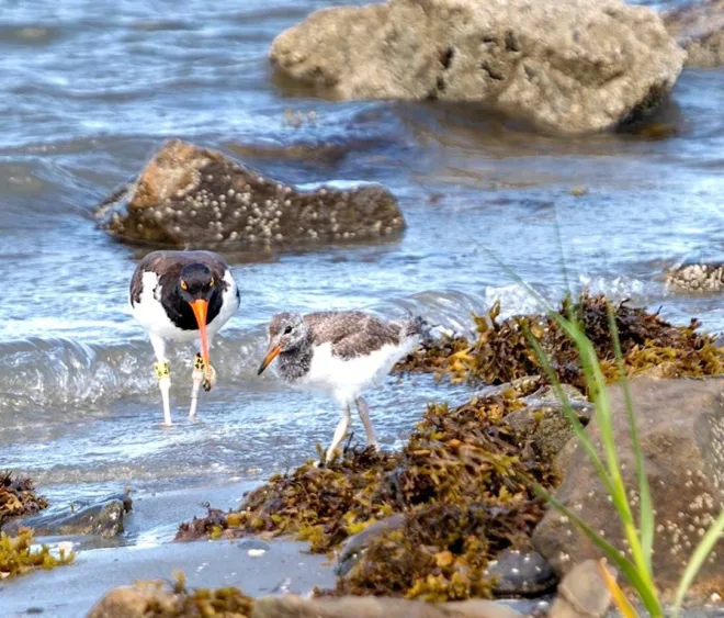 american-oystercatchers-nest-at-greenwich