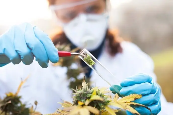 cannabis-marijuana