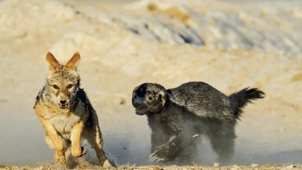 the-honey-badger-2