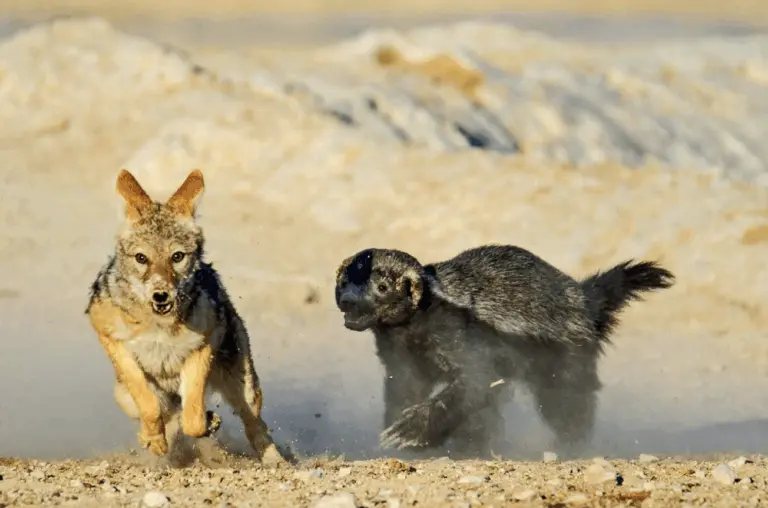 the-honey-badger-2