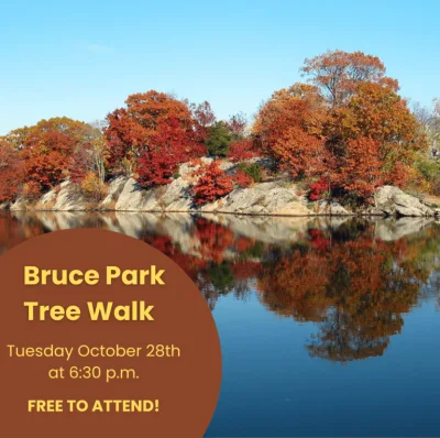 bruce-park-tree-walk-e1754416174996