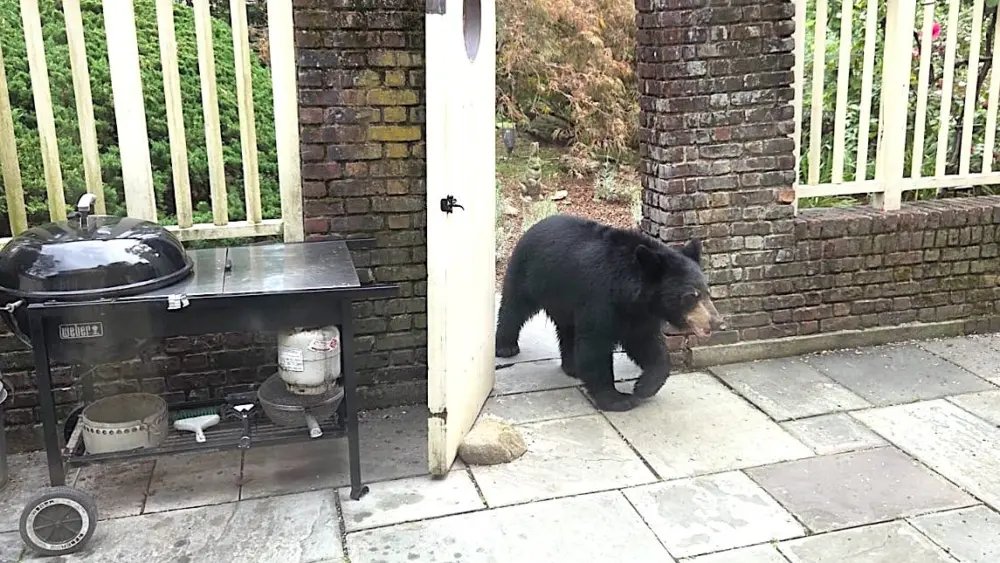 backyard-bear-visit-fi