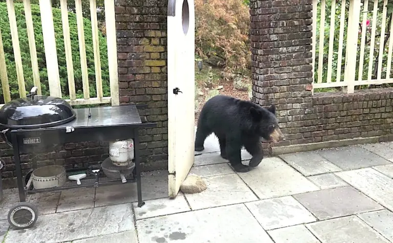 backyard-bear-visit-fi