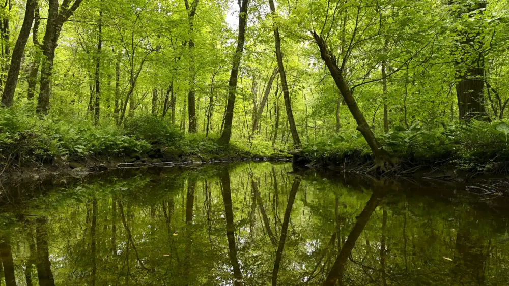 converse-brook-pond