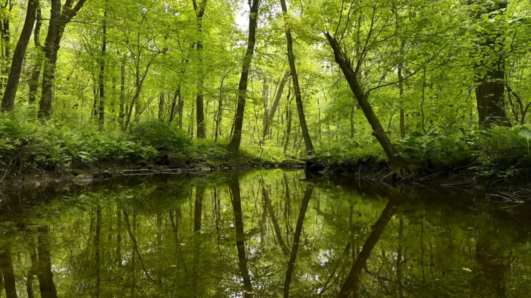 converse-brook-pond