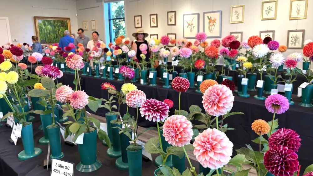 1-dahlias-img_2109