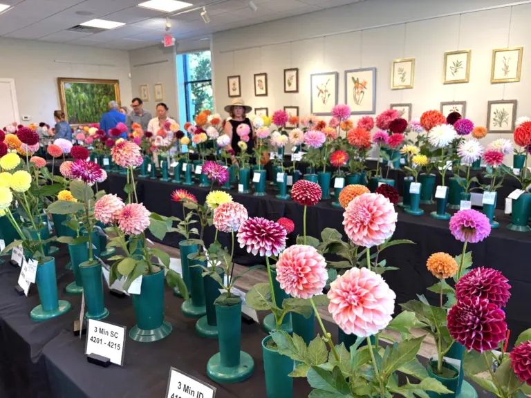 1-dahlias-img_2109