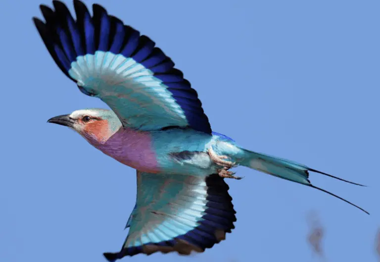 the-lilac-breasted-roller