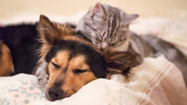 dog-and-cat-pets