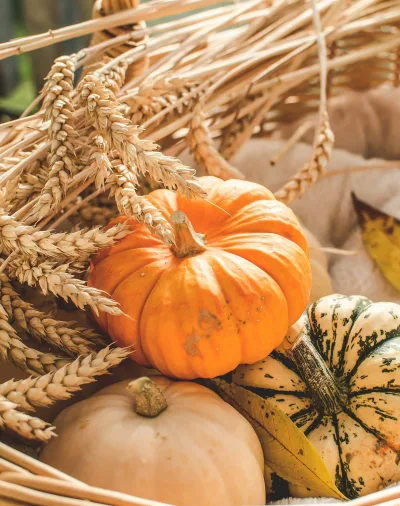 science-solvers-pumpkins-2