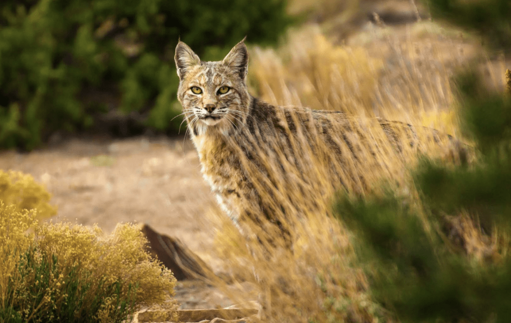 Wildly Successful: Bobcat | Greenwich Sentinel