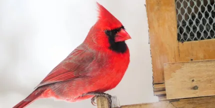 northern-cardinal-2