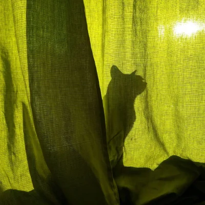 bruce-beginnings-animal-silhouettes-2