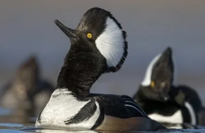 e568c0ec-1a7c-0544-c532-a59f03b4acda-width-500