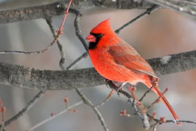 northern-cardinal-4
