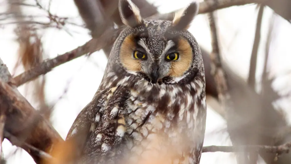long-eared-owl