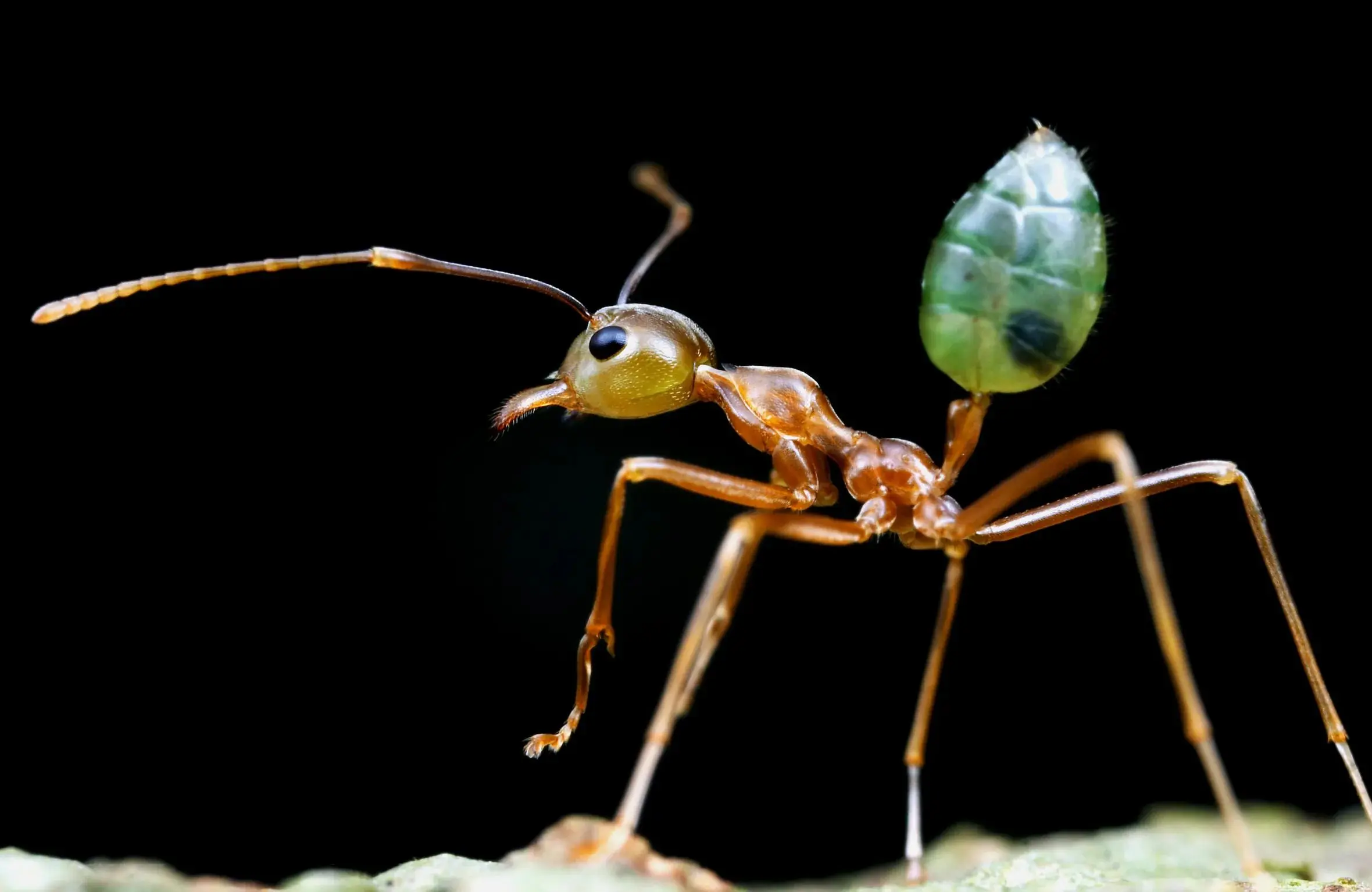 102194009-oecophyll-2e16d0ba-fill-format-webp