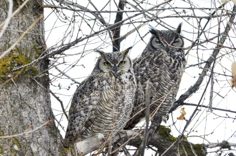 great-horned-owl-2