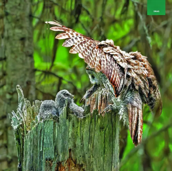 7-great-grey-owl-groo2