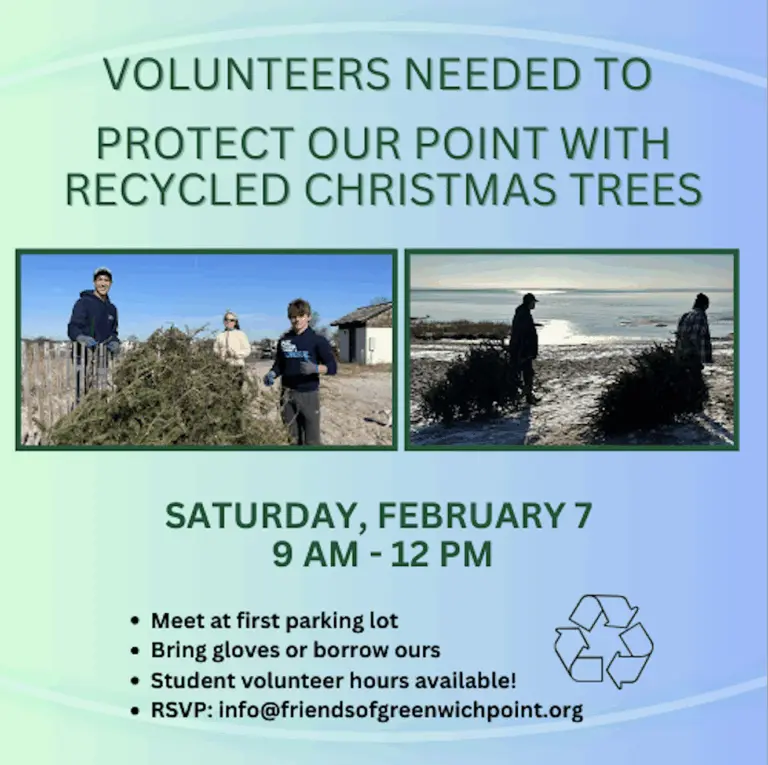 friends-of-greenwich-point-christmas-tree-dune-protection-flyer