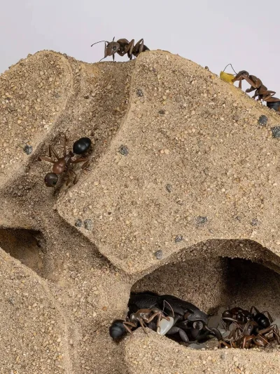 ant_nest-top-34d66d2a-fill-format-webp