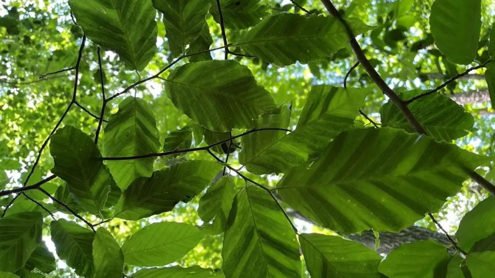 beech-leaf-disease-example