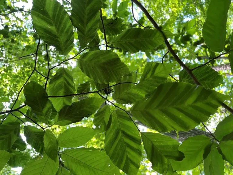 beech-leaf-disease-example