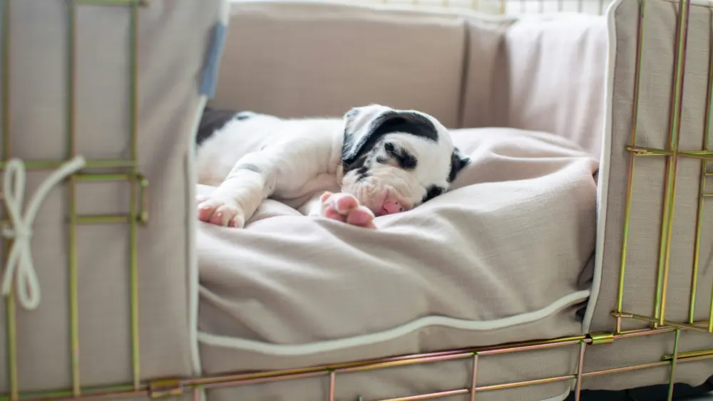 young-performers-take-the-stage-in-101-dalmatians-kids