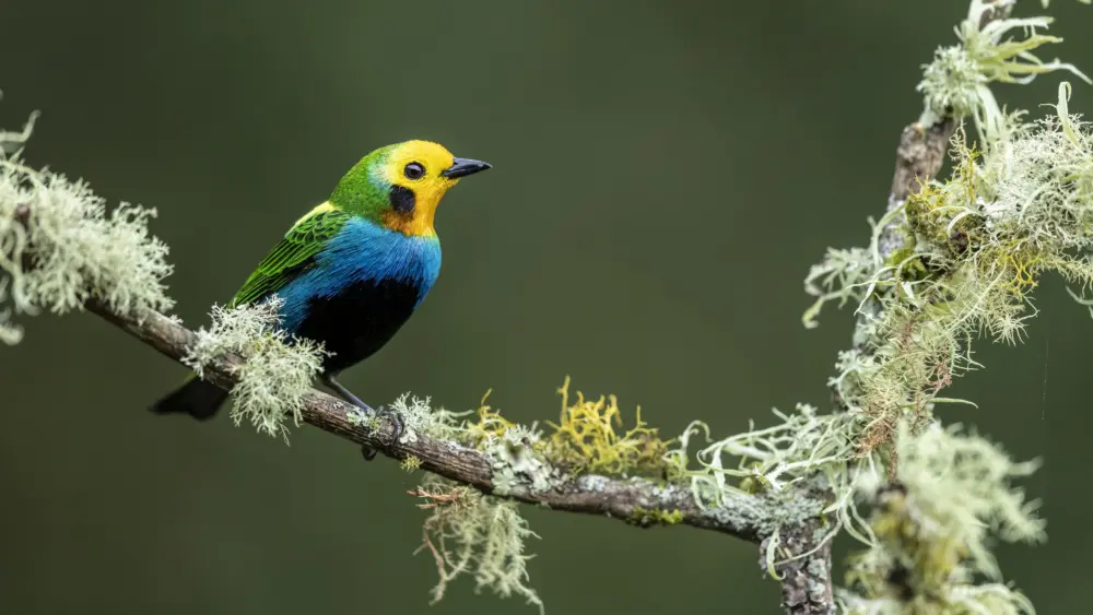 3-jhmuchmore_multicoloured_tanager1