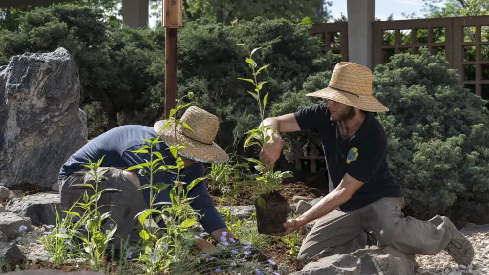 boulder-sublette-county-wyoming-united-states-north-america-places-boulder-public-library-habitat-hero-plants-for-birds-bird-friendly-communities-audubon-rockies-core-programs-activities-h
