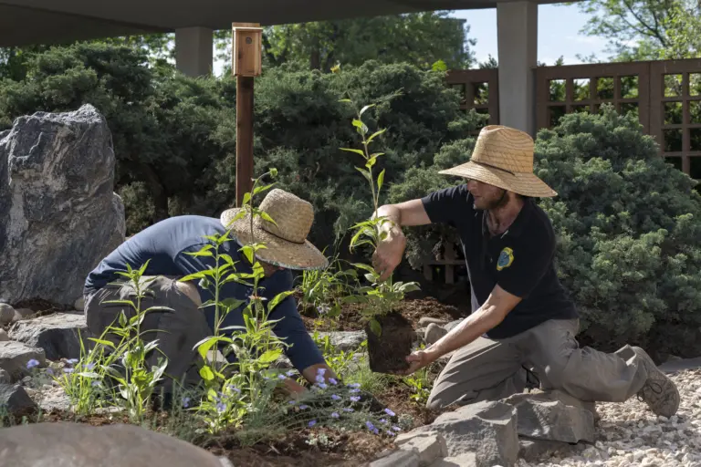 boulder-sublette-county-wyoming-united-states-north-america-places-boulder-public-library-habitat-hero-plants-for-birds-bird-friendly-communities-audubon-rockies-core-programs-activities-h