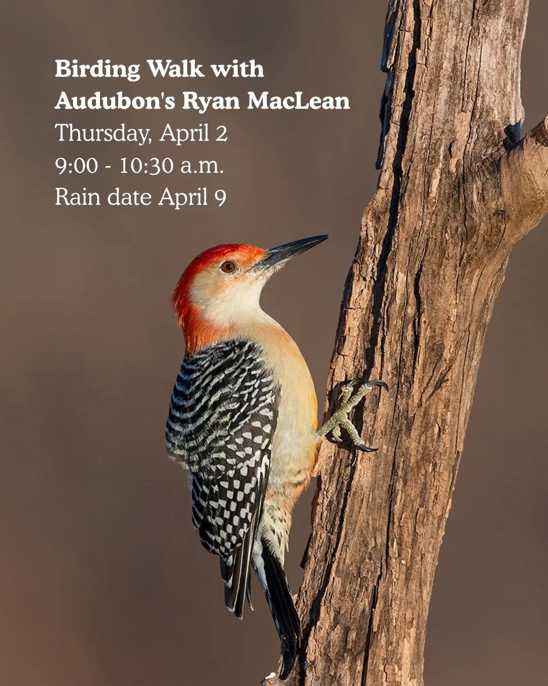 birding-walk-with-audubons-ryan-maclean-thursday-april-2-900-1030-a-m-rain-date-april-9