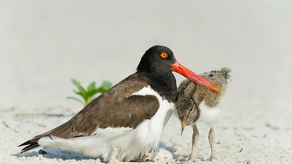american-oystercatcher