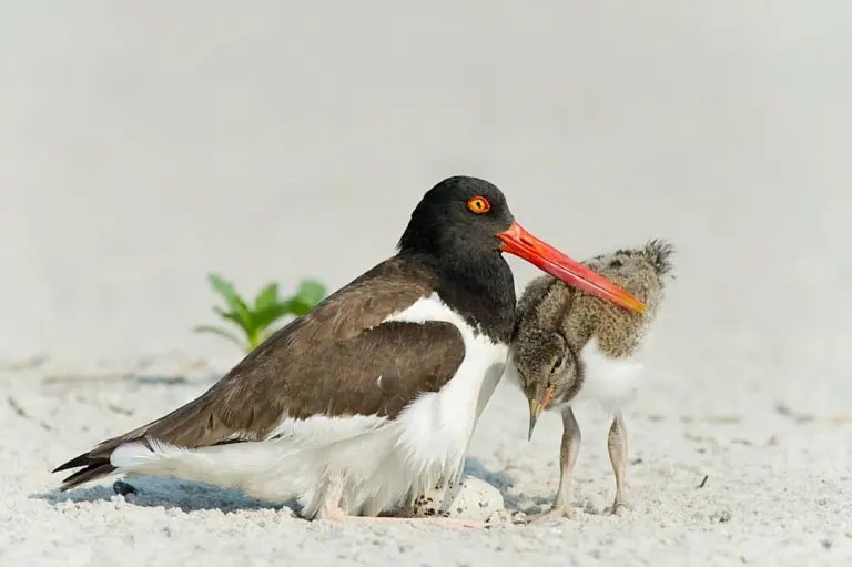 american-oystercatcher