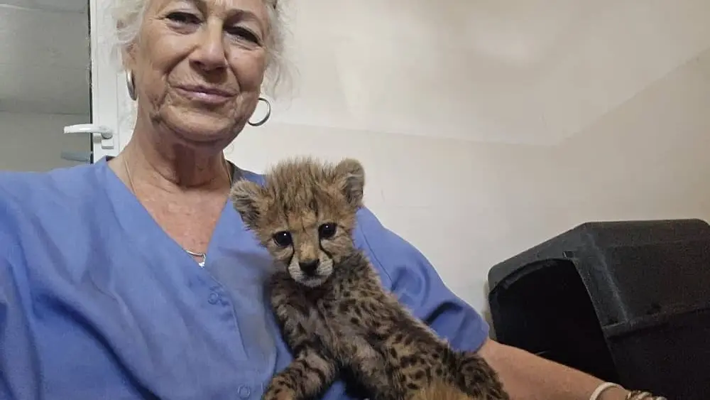 e949da4a-52e4-43de-913b-2d9289b81292