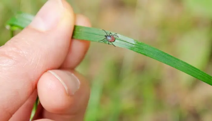 tick-lyme-disease