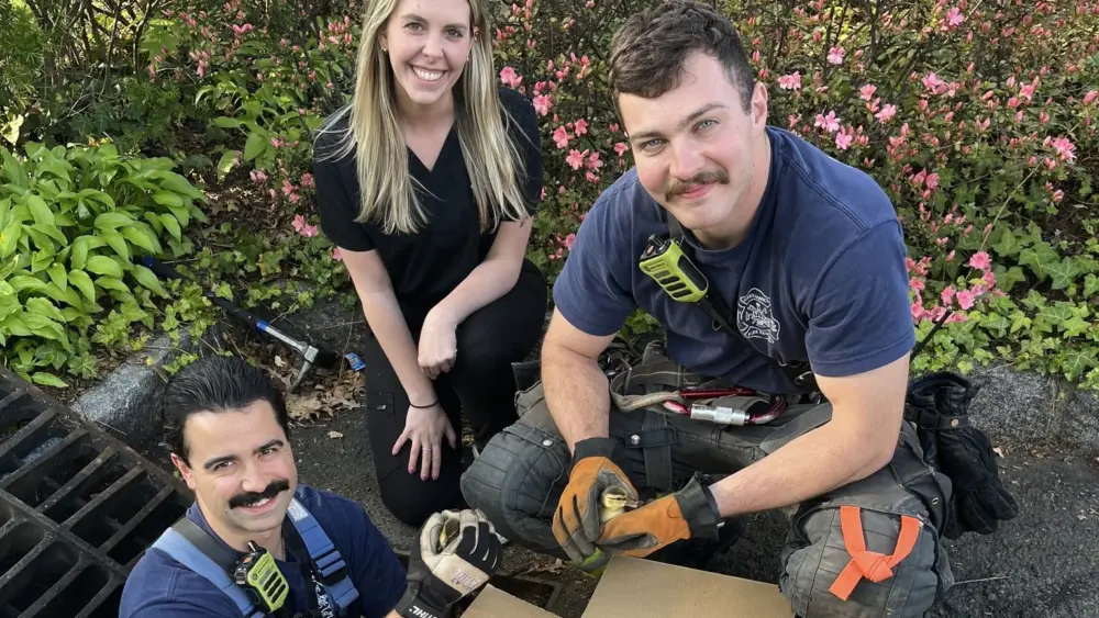 firefighters-rescue-ducklings-from-drain-2