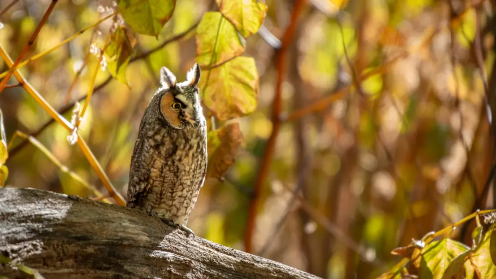 long-eared-owl-orange-connecticut